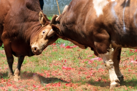 Bullfightingの写真素材