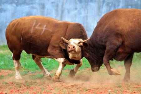 Bullsのeditorial素材