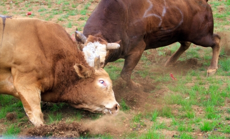 Bullsのeditorial素材
