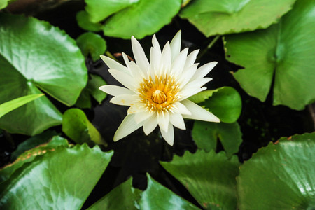 white lotusの写真素材