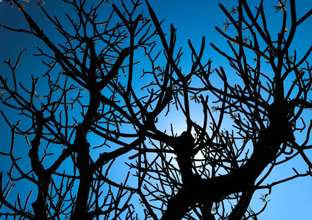 Dry treeの写真素材