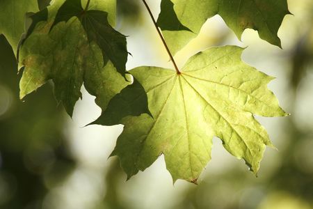 ahornの写真素材