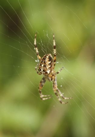 cross spider - araneus diadematusの写真素材