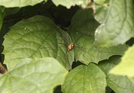 daddy-long-legs - opilio canestrinii