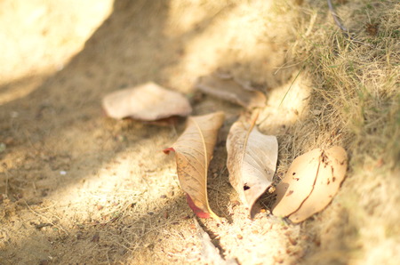 Defoliationの写真素材