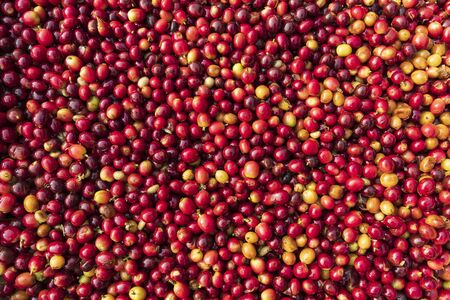 Beautiful background of fresh arabica coffee berries, Close up of red berries texture-Imagの写真素材
