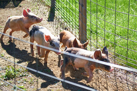 Four pigs in the middle of a festive pig raceの写真素材