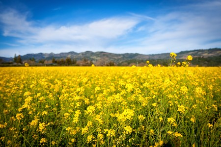 Sea of yellow flowers and blue skyの写真素材