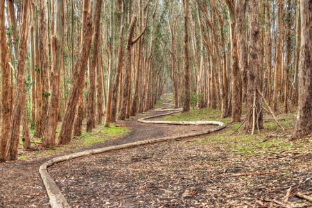 Lovers lane of San Francisco romantic trailの写真素材
