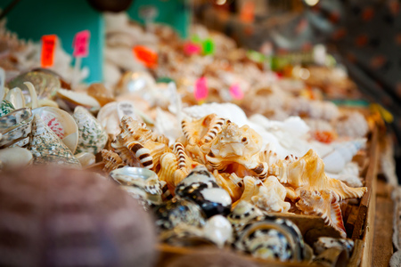 Sea shell souvenir shop selling varies kind of shellsの写真素材