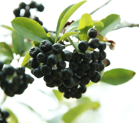 Brushes it is black a fruit mountain ash on a background of the skyの写真素材