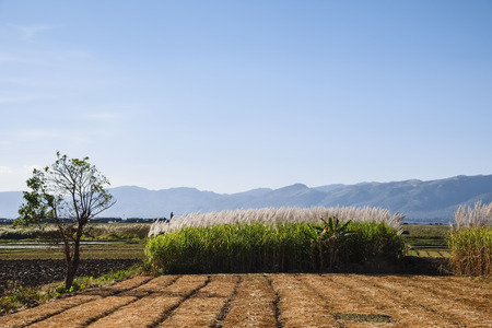 Sugar cane fields at Inle Lake, Shan State, Myanmarのeditorial素材