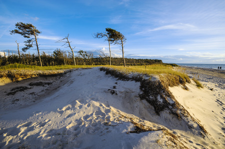 Wind-blown trees, West Beach, Darss, Mecklenburg-Western Pomerania, Germanyのeditorial素材