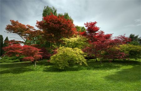 Maple trees in garden の写真素材