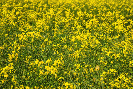 Rape Field detailの写真素材