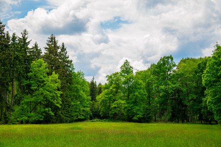 Summer meadow and forestの写真素材