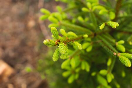 Young needles growing on tree, fresh green in spring time