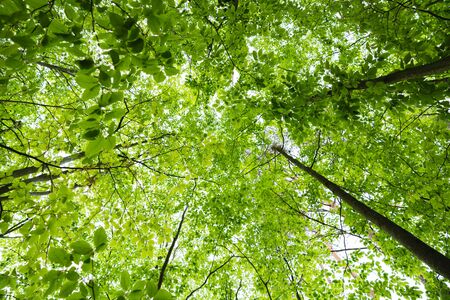 Fresh spring forest, bottom view to top of trees, green leaves