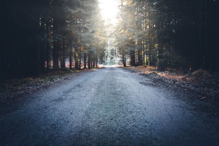 Mysterious path in forest with light shining through the treesの写真素材
