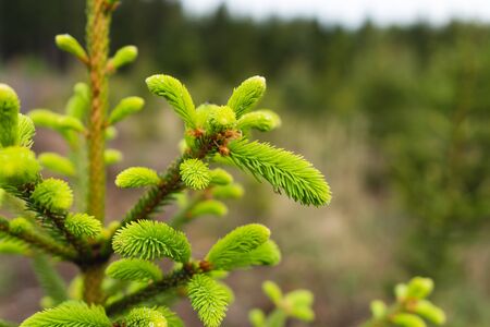 Young needles growing on tree, fresh green in spring timeの写真素材
