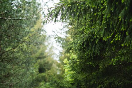View through coniferous trees, fresh forest in spring timeの写真素材