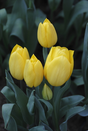 The yellow tulipsの写真素材
