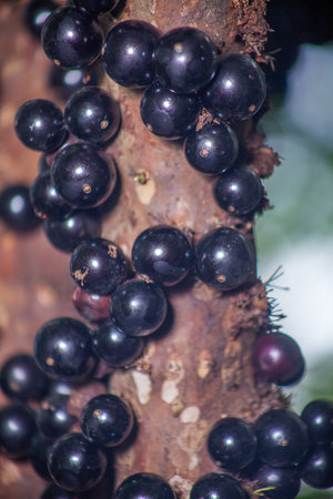Vertical macro shot (detail plan) of purple black jabuticaba fruits growing directly from the trunk...