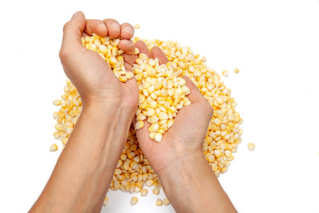 Human hands in motion, releasing corn kernels over a white background. Ideal for agriculture, healthy eating, and commercial projectsの写真素材