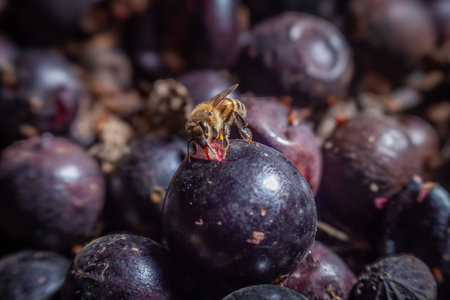 Horizontal capture. The bee contrasts with the dark purple tone of the berries. Natural lighting....