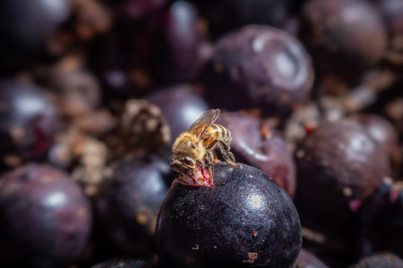 Horizontal macro shot (detail plan). A honey bee (Apis mellifera) lands on a ripe jabuticaba berry, with traces of red pulp exposed. Sharp focus on the insect and fruit, blurred backgroundの写真素材