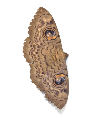 thai moth - Family Erebus macrops  , Family : Noctuidaeの写真素材