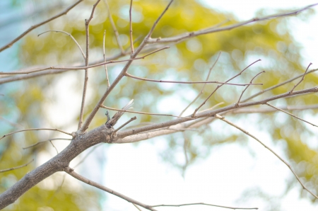 dry tree branch and leafの写真素材