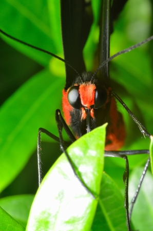 red swallowtail butterfly of thailandの写真素材