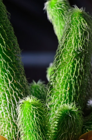 close up cactus for detail and textureの写真素材