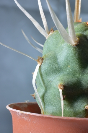 Close up cactus for detail and textureの写真素材