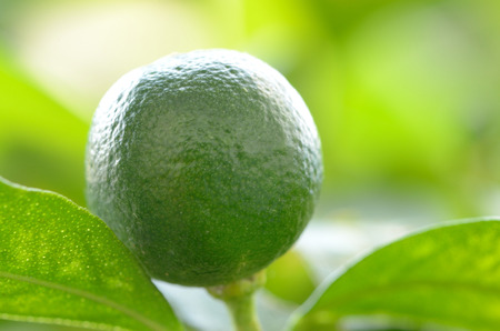unripe kumquats on green background