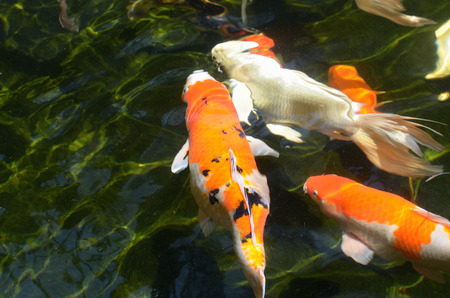 fancy carp fish swimming in a pondの写真素材