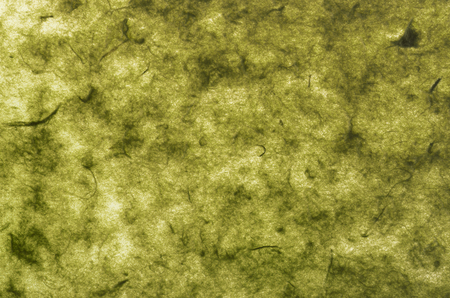 close up green mulberry paper textureの写真素材