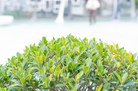 green bush on the width groundの写真素材