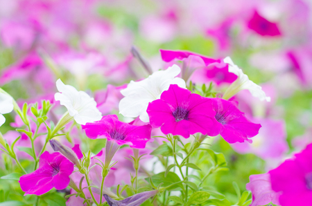 white and purple petunia backgroundの写真素材