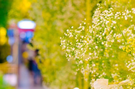 close up white little flowers and bokeh backgroundの写真素材