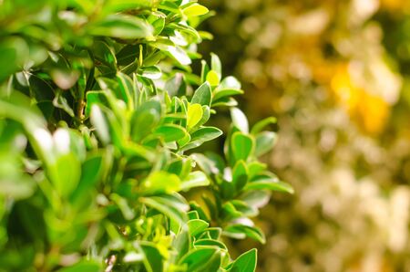 close up green bush and bokeh backgroundの写真素材