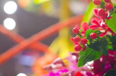 close up red fruit tree and bokeh background