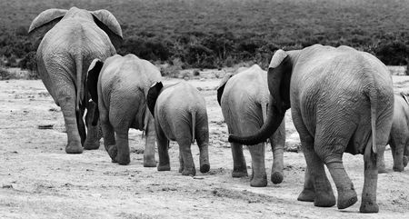 4 Elephants walking away.の写真素材