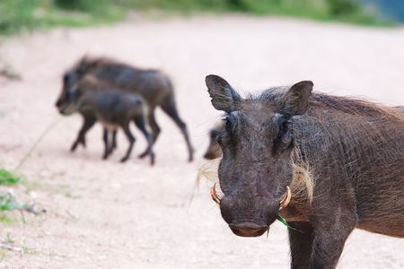 Mother warthog in the foreground with babies in backgroundの写真素材