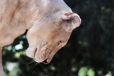Close up headshot of a female lioness looking downの写真素材