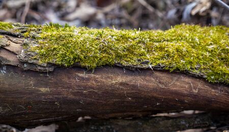 a tree becoming over mossの写真素材