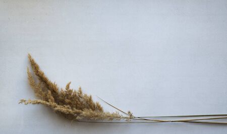 dry reed on a white backgroundの写真素材