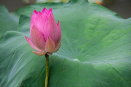 Dedicated to the Buddhist lotusの写真素材