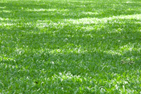Beautiful green grass textureの写真素材